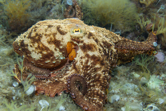 actile Intelligence: Detailed view of a Common Octopus (Octopus vulgaris) exploring the seabed with its sensitive tentacles and suckers, Mediterranean Sea, Tamariu