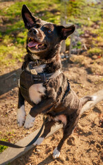 Happy Dog in Motion during Urban Walk