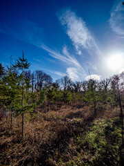 Obraz premium Wiederaufforstung im Mischwald