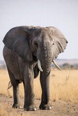 Obraz premium African elephant standing in the savannah