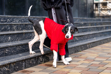 Black and White Dog in Red Coat on Leash Standing on Sidewalk Missing Part of Leg