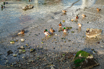 Ducks Near Pier 2