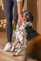Expressive dog portrait in home interior with wooden panels