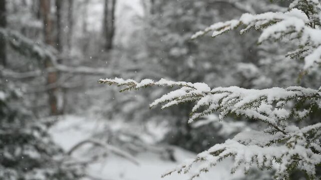 Snow covered pine needles in winter forest