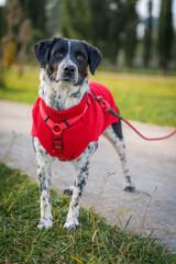 Dog with Collar Sitting on Paved Surface in City Setting