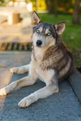 Dog with Collar Sitting on Paved Surface in City Setting