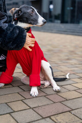 Black and White Dog in Red Coat on Leash Standing on Sidewalk Missing Part of Leg