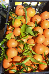 italian special fruits