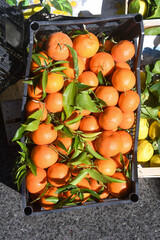 italian special fruits