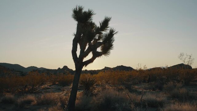 Joshua Tree National Park landscape at sunrise