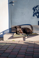Small puppy in blue collar resting on bench outdoors with curious expression