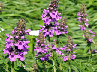 Naklejka premium Stachys palustris grows among grasses in nature
