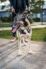 Dog with Collar Sitting on Paved Surface in City Setting