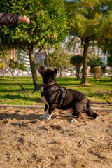 Happy Dog in Motion during Urban Walk