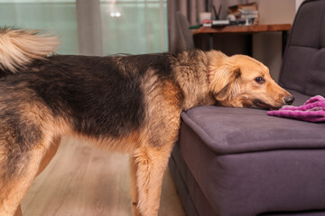 Pets on Floor and Couch Engaged in Play with Plush Toy