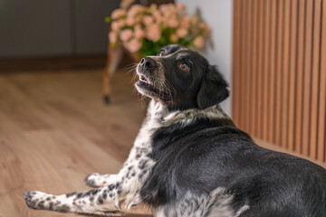 Expressive dog portrait in home interior with wooden panels