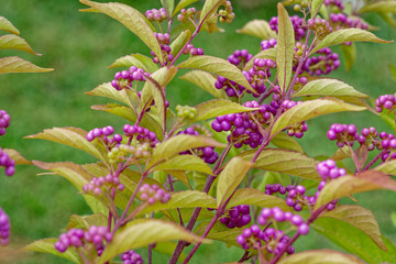 Obraz premium Beautyberry bush with berries closeup