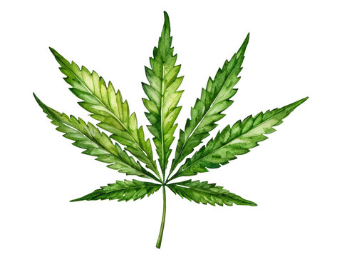 A colorful illustration of a marijuana leaf with veins and texture