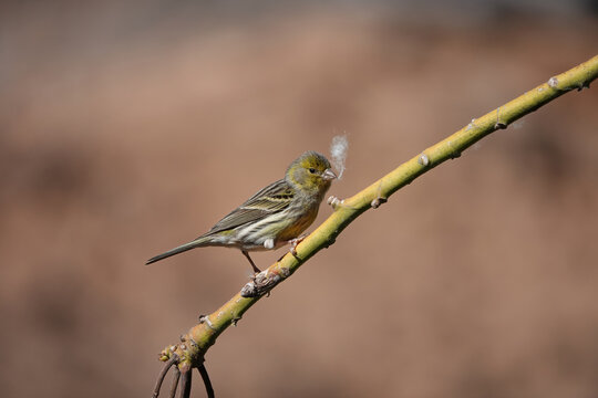 Atlantic canary bird serinus canaria with silky kapok seed fibre in beak