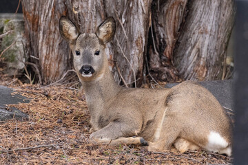 ein Reh rastet vor einem Baum