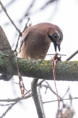 Eichelh&auml;her auf einem Ast mit Malhzeit