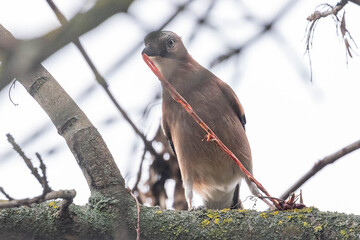 Eichelh&auml;her auf einem Ast mit Malhzeit
