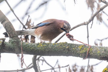 Eichelh&auml;her auf einem Ast mit Malhzeit