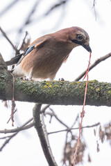 Eichelh&auml;her auf einem Ast mit Malhzeit