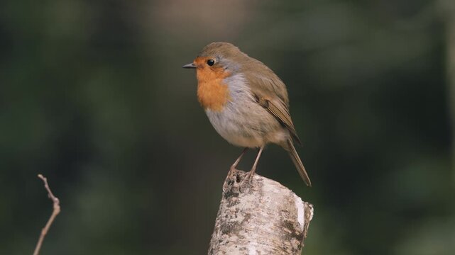 Robin red brest perched on tree stump
