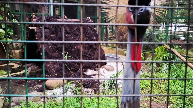 The black crowned crane, or Black Crowned Crane (Balearica pavonina), is a large bird known for the golden crown of feathers on its head. Conservation at Ragunan Zoo, Jakarta, Indonesia.