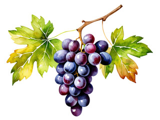 Naklejka premium A cluster of purple grapes hangs from a green branch, ripe for the picking