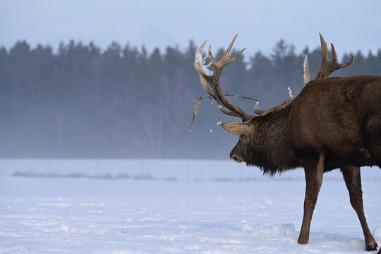 M&auml;chtiger Hirsch dr&uuml;ckt sein Geweih in den Schnee auf einer winterlichen Wiese