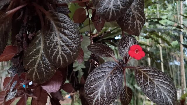 Episcia Cupreata Red Flowering Ornamental Plant from Africa. This plant features vibrant red flowers and red-toned leaves, making it an eye-catching decorative plant. commonly used for indoor design.