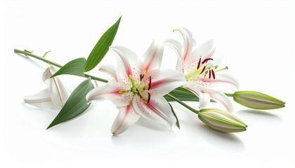 Obraz premium Elegant white lilies with green leaves and unopened buds on a clean white background