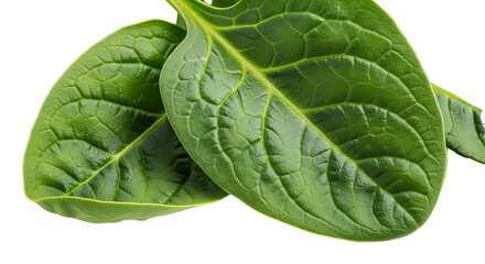 Obraz premium Fresh green spinach leaves close-up
