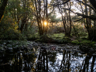 Obraz premium Enchanted Walk, Craddle mountain, Tasmania