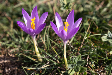 Crocus