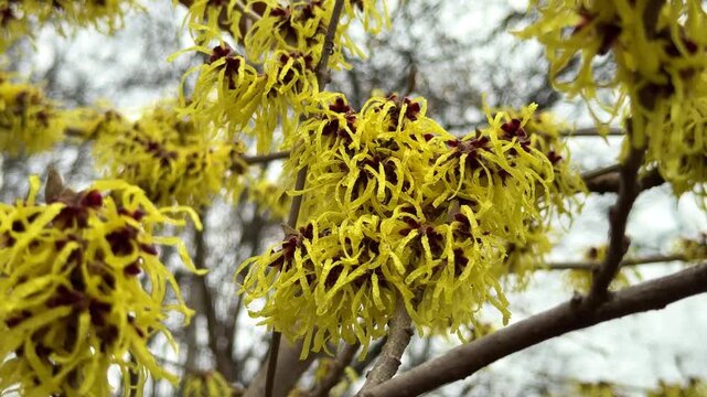 yellow witch hazel flowers blooming on bare branches in early spring garden, natural botanical background