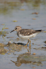 Temminck's stint wandering in a lake searching for food. A little lonely cute bird portrait shot.