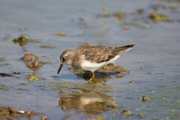 Temminck's stint wandering in a lake searching for food. A little lonely cute bird portrait shot.