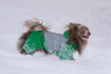 Little lilack chiwawa are playing in snow in winter time