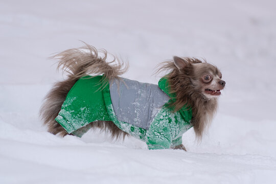 Little lilack chiwawa are playing in snow in winter time