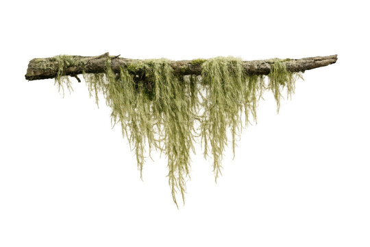 Old tree branch covered with green hanging moss and lichen, creating a natural forest element on a transparent background
