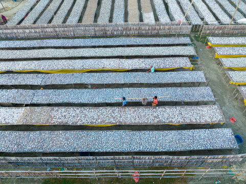 Aerial view of rows upon rows of drying fish shimmering under the sun's glare, creating a mosaic of silver and white, Cox's Bazar, Chittagong Division, Bangladesh.