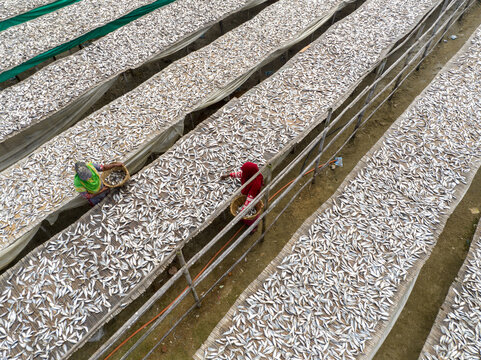 Aerial view of silvery fish drying under the sun on vast mats, with women tending to the harvest, a scene of labor and tradition, Cox's Bazar, Chittagong Division, Bangladesh.