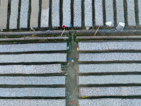 Aerial view of sun-drying fish laid out in rows, a silvery expanse under the open sky, creating a striking pattern from above, Cox's Bazar, Bangladesh.