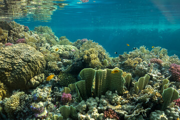 underwater world of the Red Sea © Globus 60