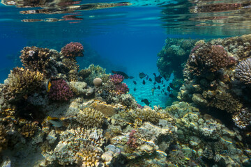 coral reef in the red sea © Globus 60