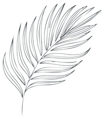 Obraz premium Line art drawing of a palm leaf, isolated on a white background, illustration