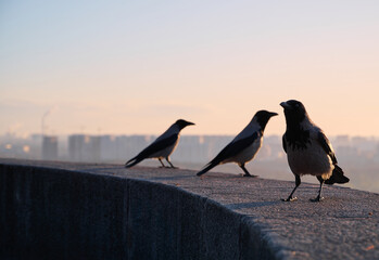 Fototapeta premium Silhouette of a gray crows on a concrete parapet against the background of a blurred cityscape at dawn. Kyiv, Ukraine.